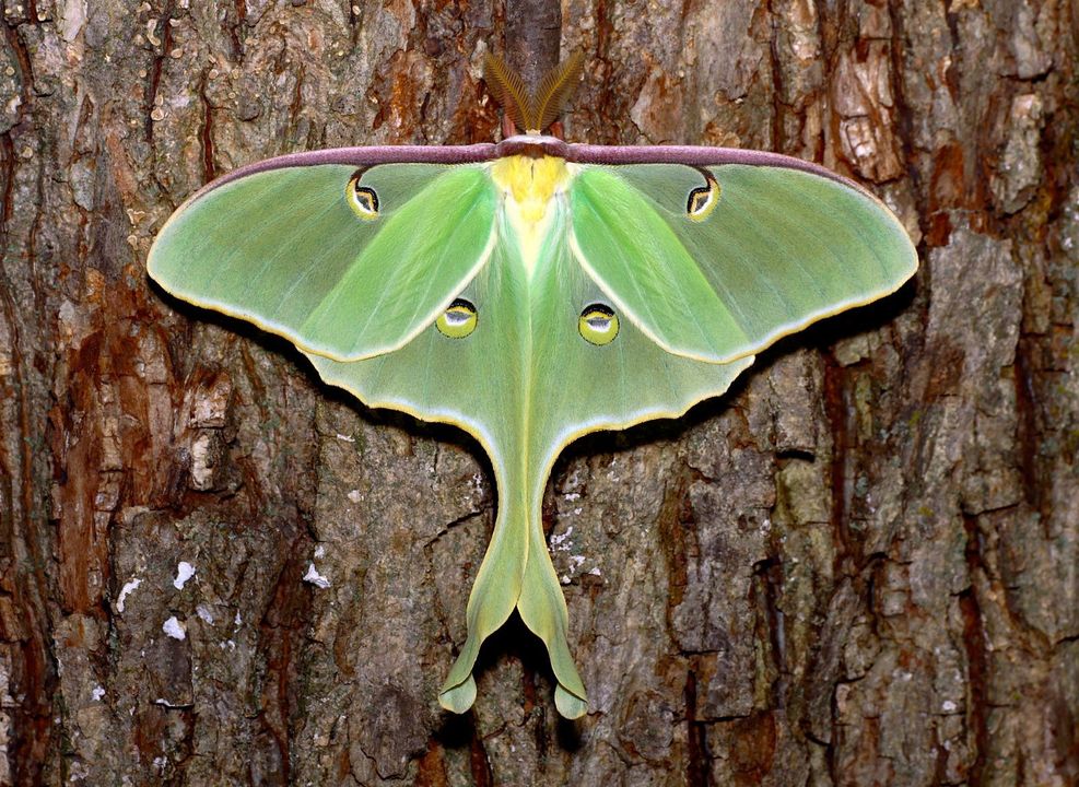 Green luna moth resting on tree bark with wings spread