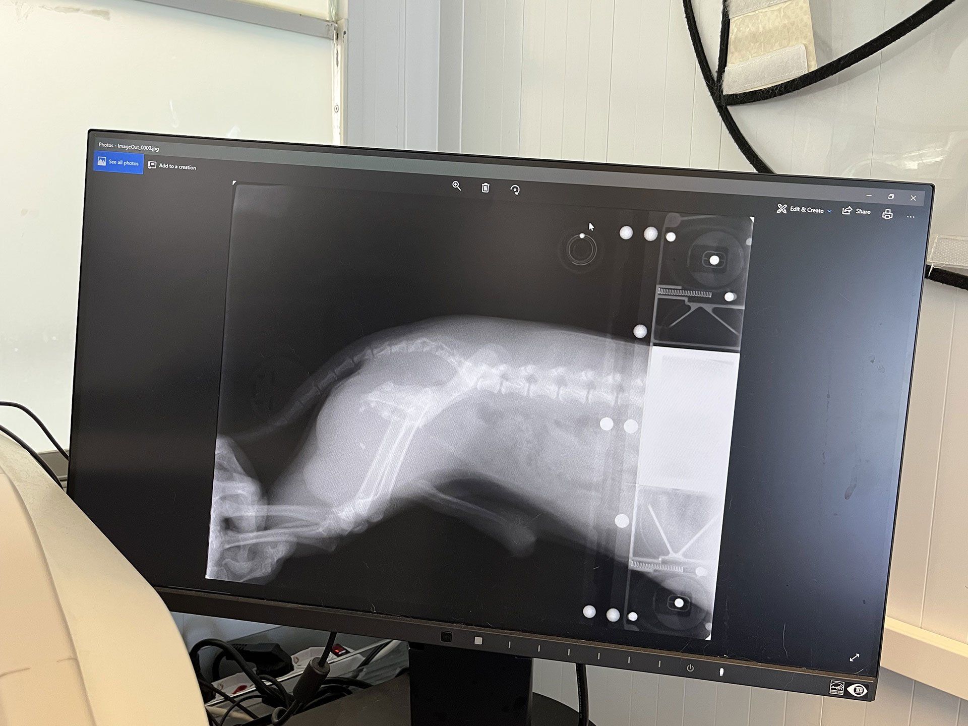 Ambulatorio veterinario dr. Mauro Quattrini Arcidosso