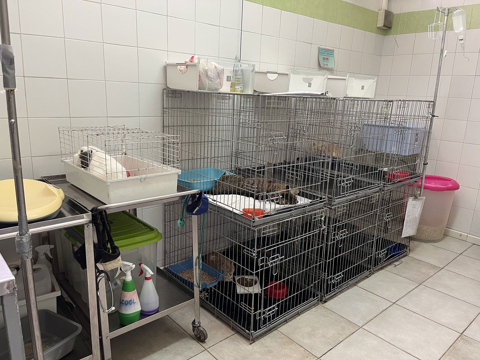 Ambulatorio veterinario dr. Mauro Quattrini Arcidosso