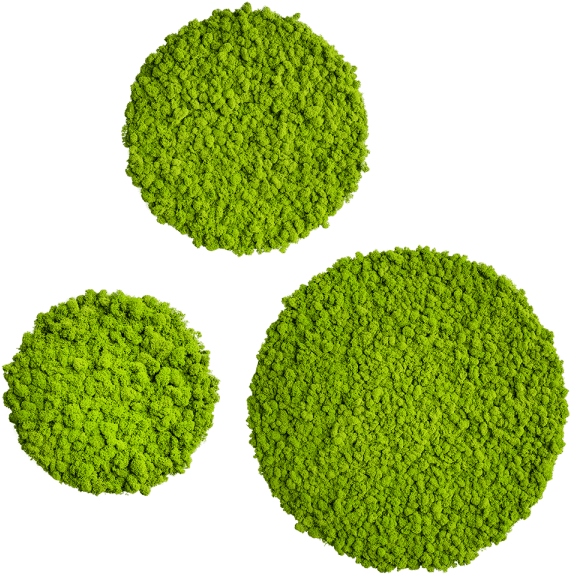 Reindeer Moss