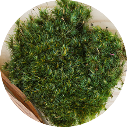 Reindeer Moss