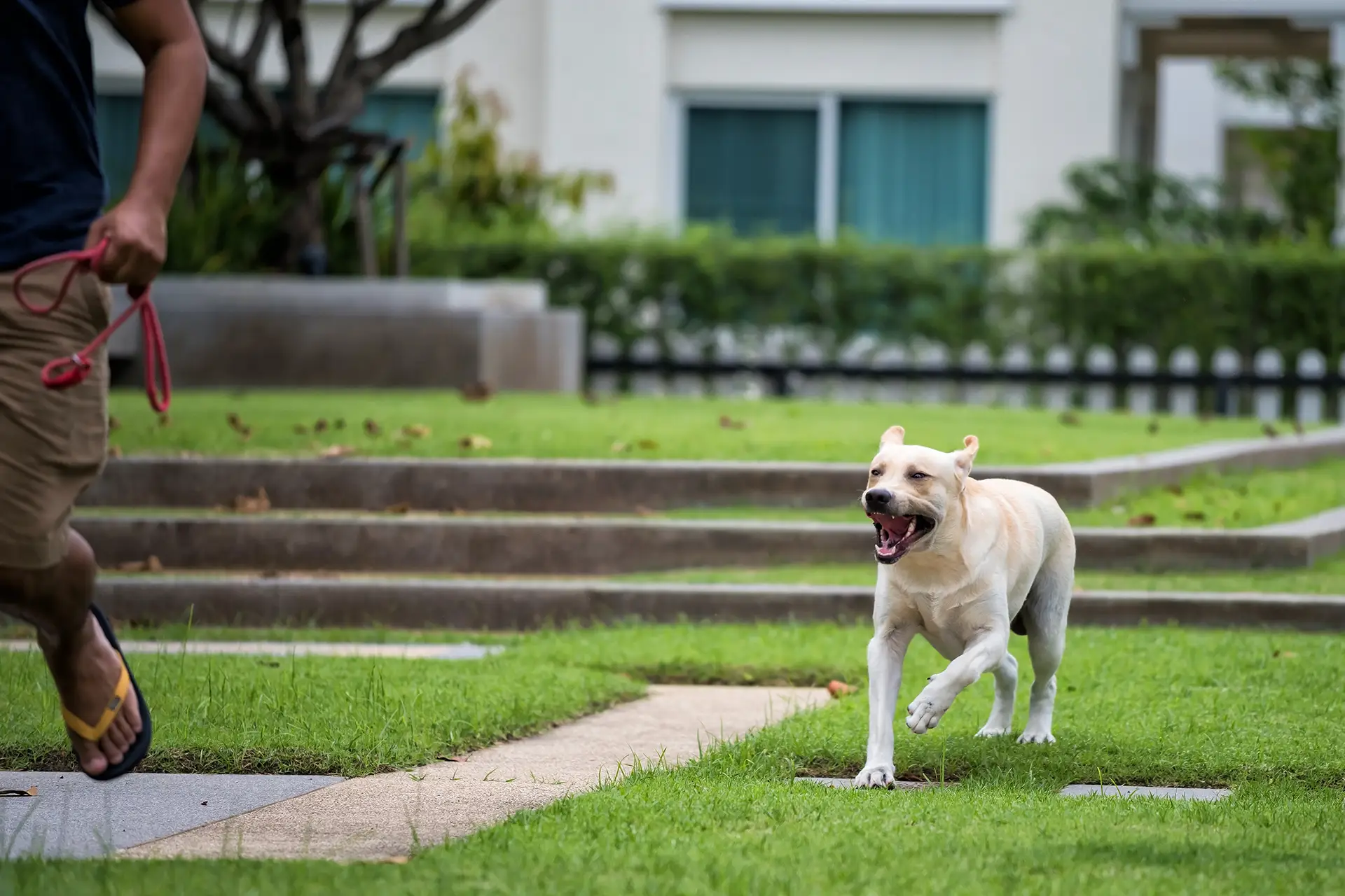 An approaching dog, representing the topic of animal attacks in personal injury law.