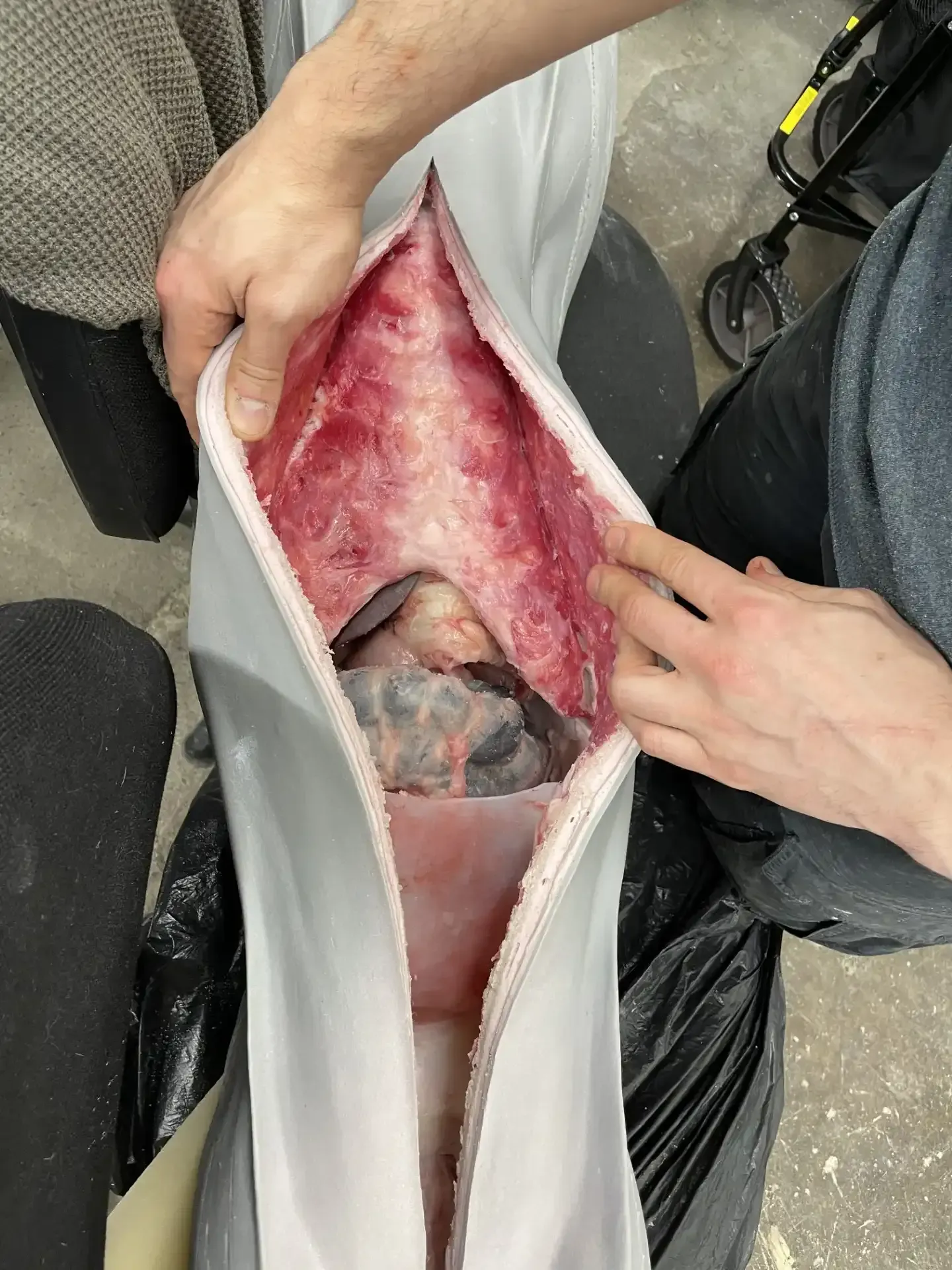 Two people open the midsection of a dolphin or porpoise to examine its internal organs during a necropsy.