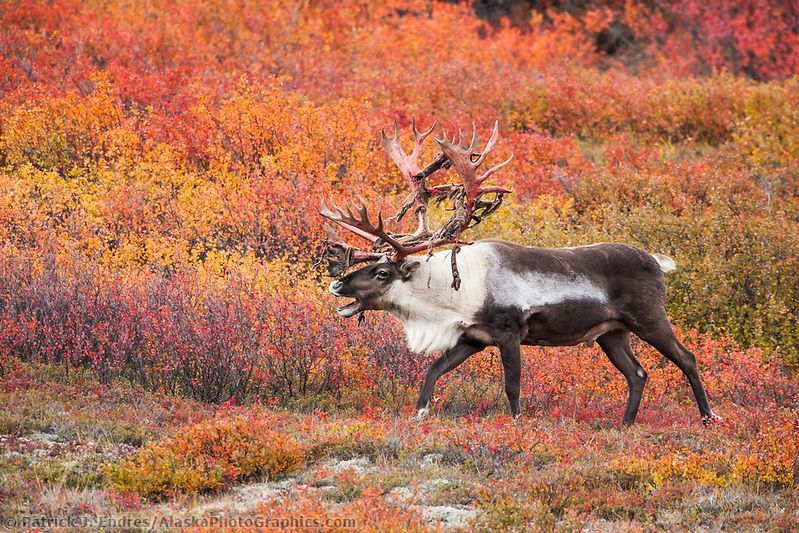 Caribou standing in colorful autumn tundra, with large antlers and white neck fur