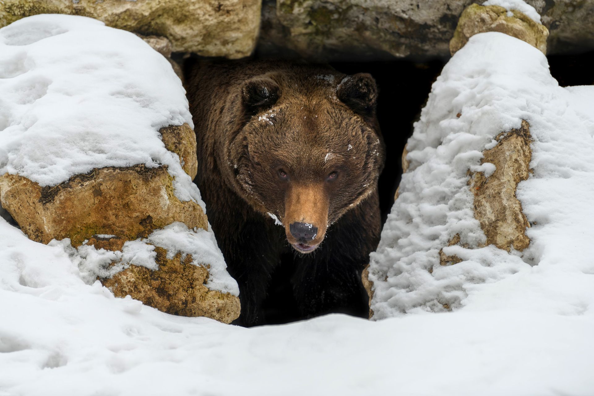 Brown bear peeking from a snowy cave entrance between snow-covered rocks