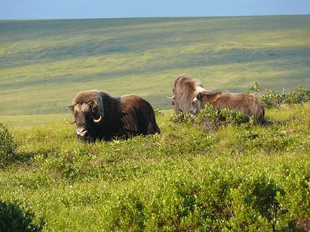 Two musk oxen standing in green grass on a windy hillside under a cloudy sky
