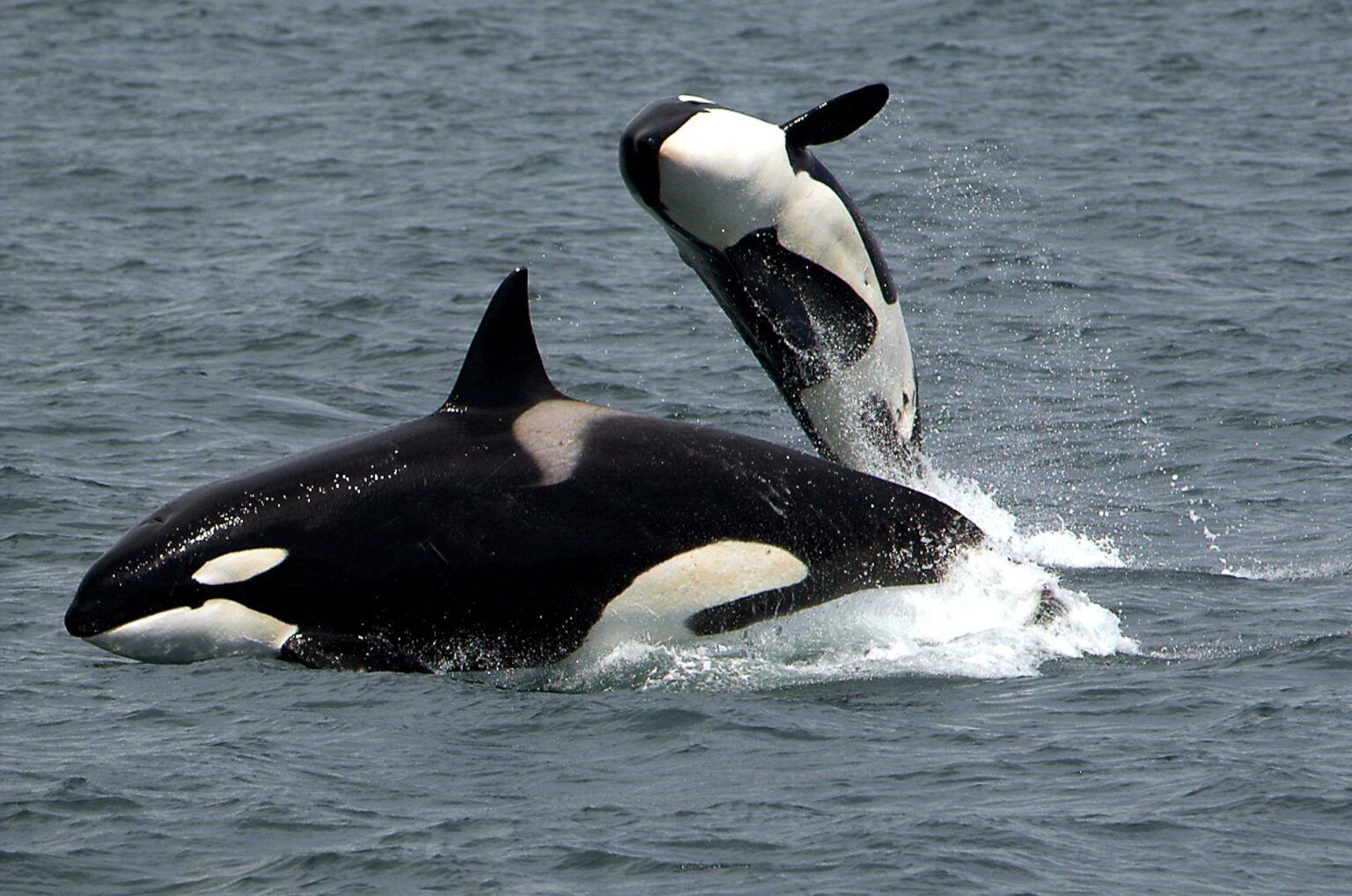 Two orcas breaching in gray ocean water, one leaping above the other
