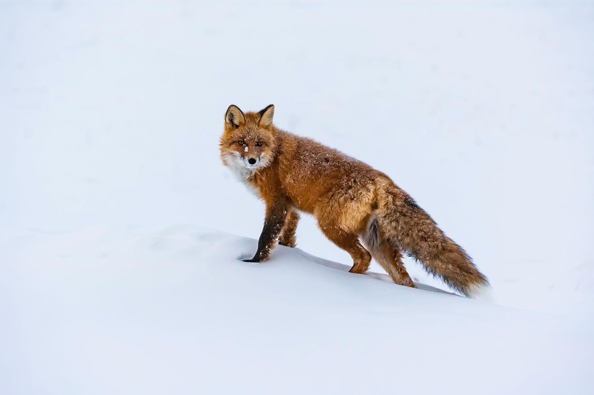 Red fox standing on snow, facing left with a bushy tail