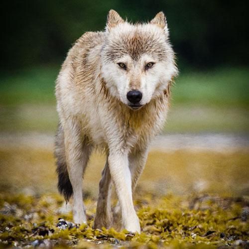Gray wolf walking toward the camera on mossy ground, with a blurred green background