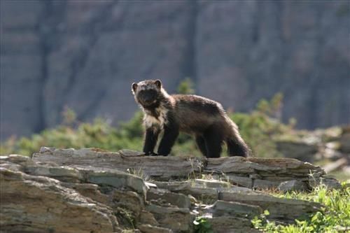 Wolverine standing on rocky ledge with mountain cliffs in the background