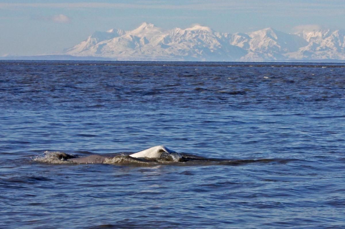 A whale surfacing in blue ocean with snowy mountains in the distance
