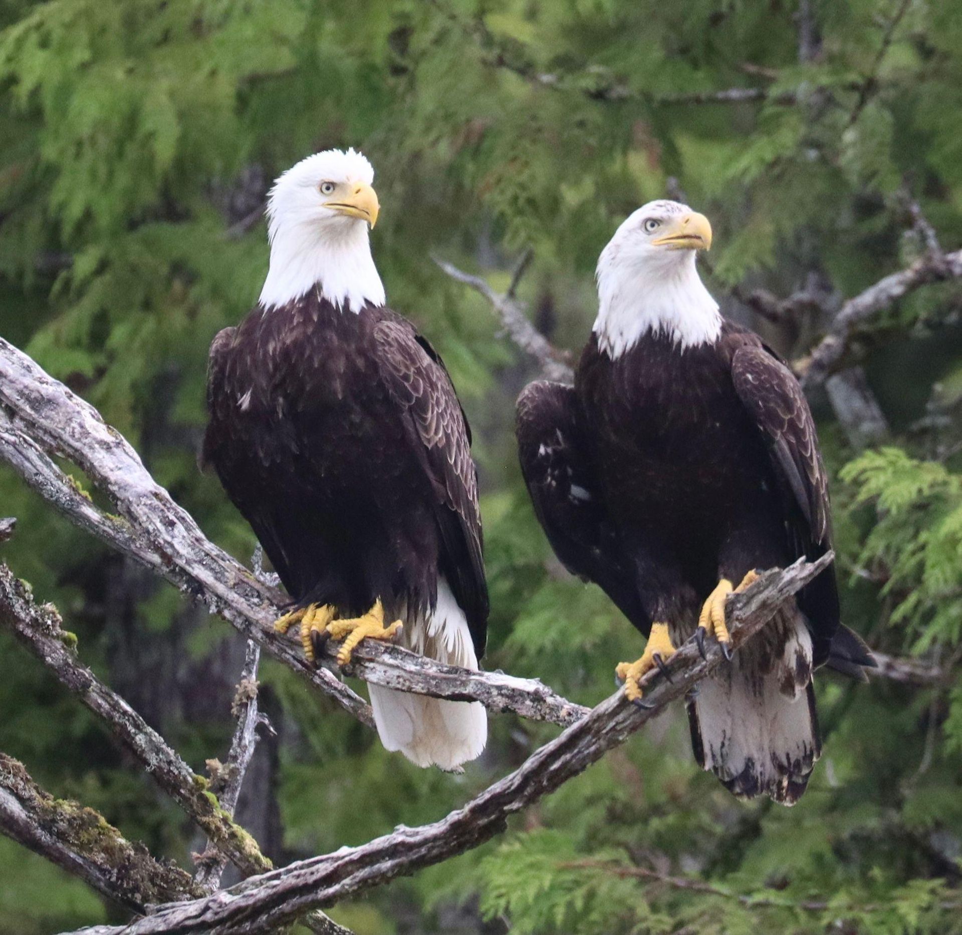 Two bald eagles perched on a branch against a green forest background