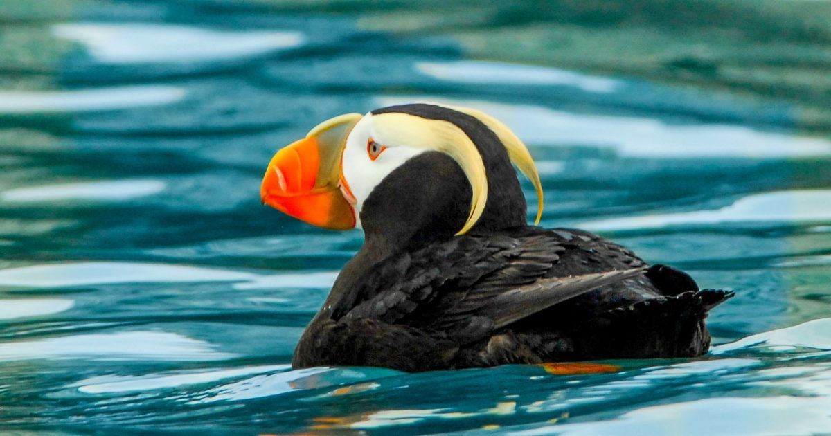 Puffin floating on blue water, showing an orange beak and black-and-white plumage
