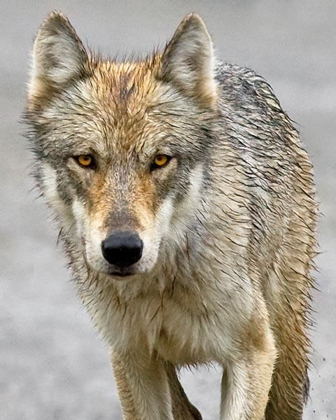 A gray wolf with amber eyes walking toward the camera on a blurred background.