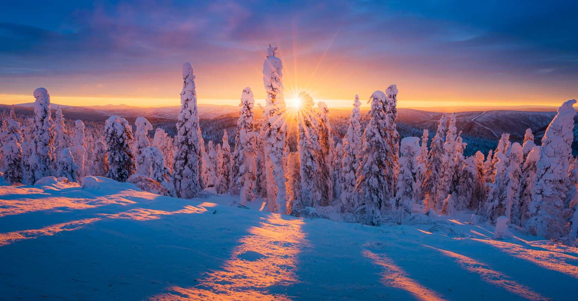 Snow-covered forest at sunrise, with pink-blue light and long shadows across the snowy landscape.
