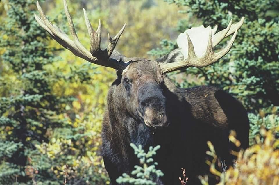 Moose standing in a forest, with large antlers and dark fur among green foliage