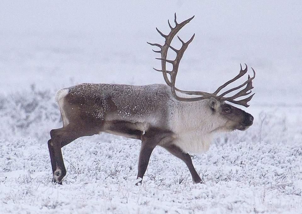 Reindeer standing in snowy tundra, with large antlers and dark fur.