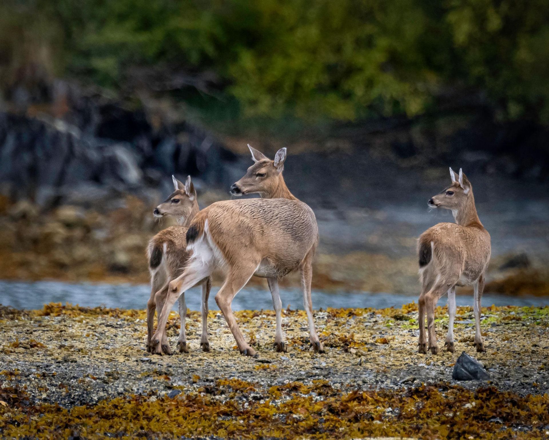 Three deer standing on a rocky shoreline, looking around in a wooded area.