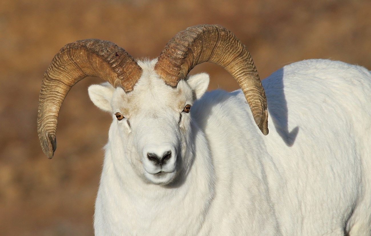 White ram with large curled horns standing in a sandy outdoor setting