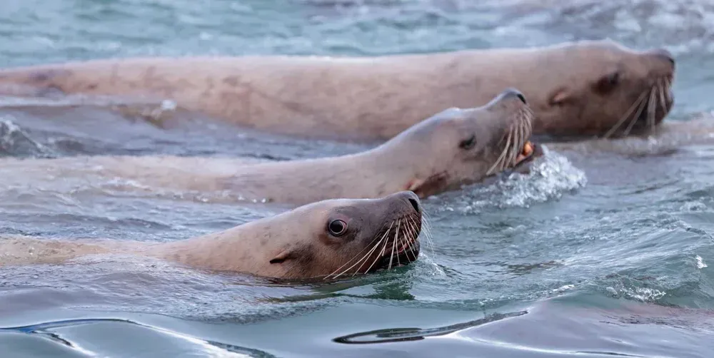 Three sea lions swimming at the water’s surface in a calm pool