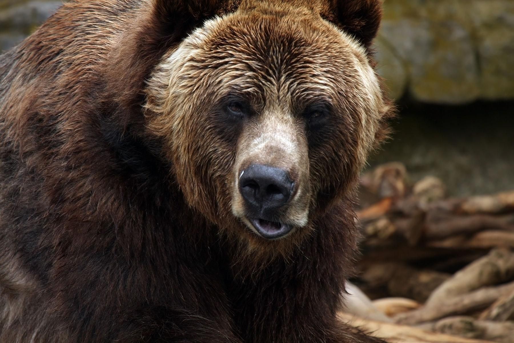Brown bear standing near rocks, facing the camera