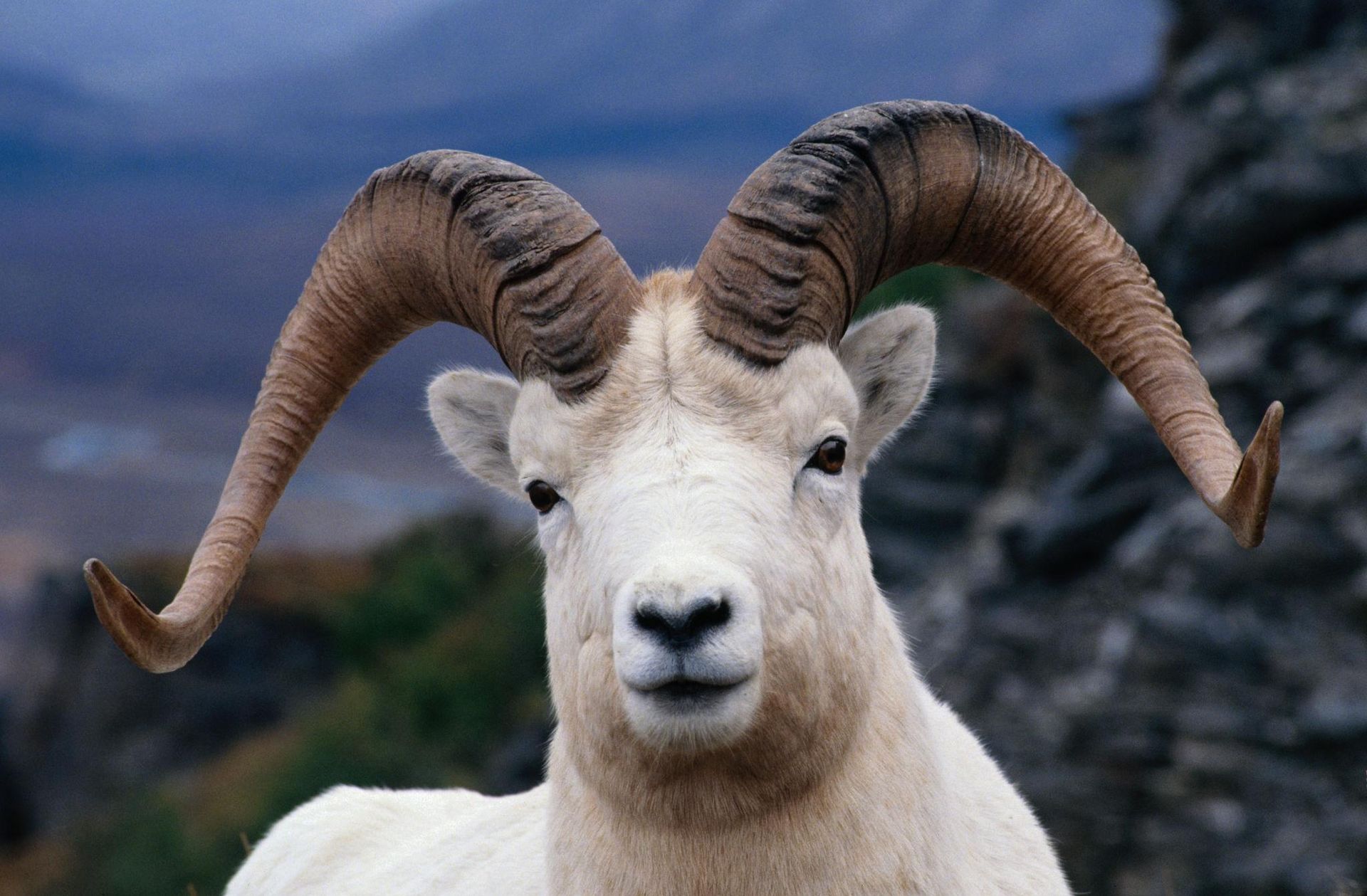 White ram with large curled horns standing against a rocky mountain backdrop under cloudy sky