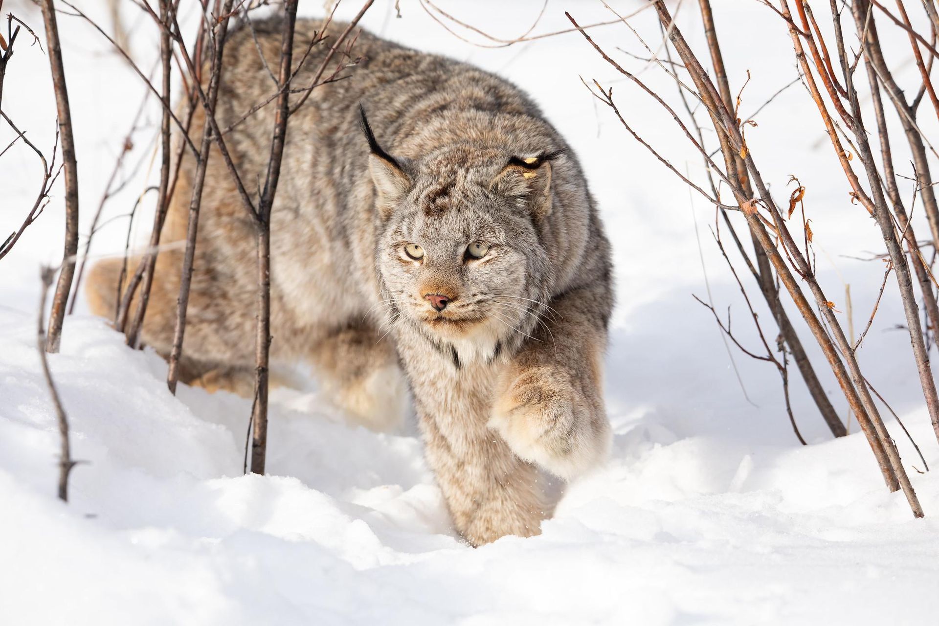 Lynx walking through deep snow among bare branches in a winter forest
