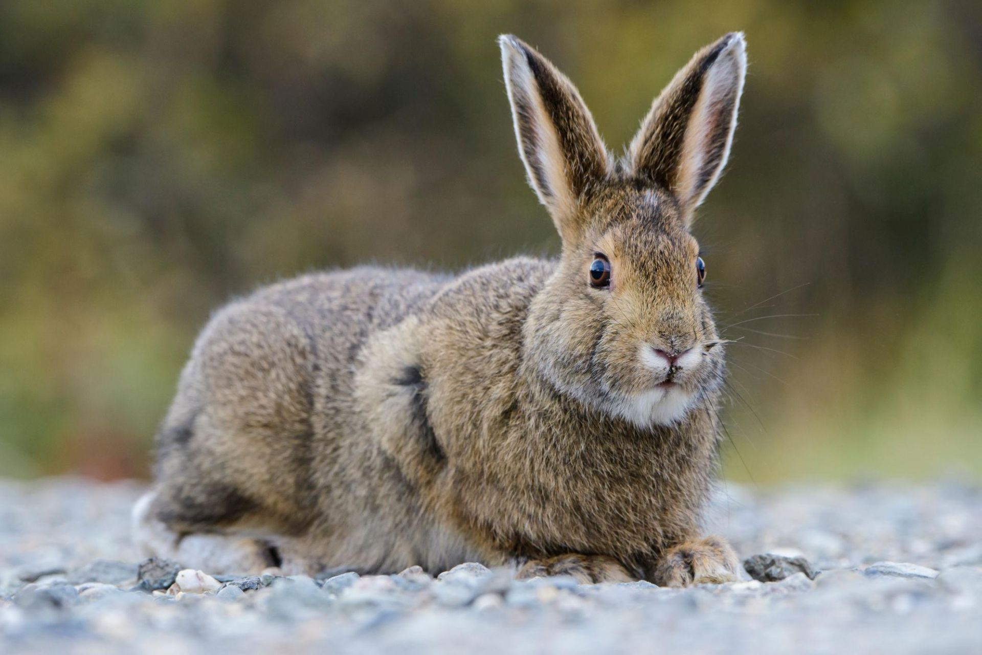 Brown rabbit sitting on gravel, facing forward with ears upright and blurred greenery behind it