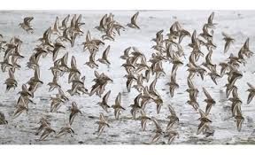 A flock of small shorebirds flying over a sandy shoreline and shallow water.
