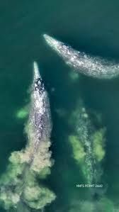 Two whales swimming in green-blue ocean water, seen from above.