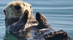 Sea otter floating on its back in calm blue water, paws raised near its face.