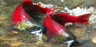 Two red salmon swimming upstream in shallow water