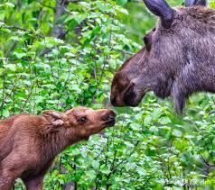 Adult moose and calf touching noses in a green forest