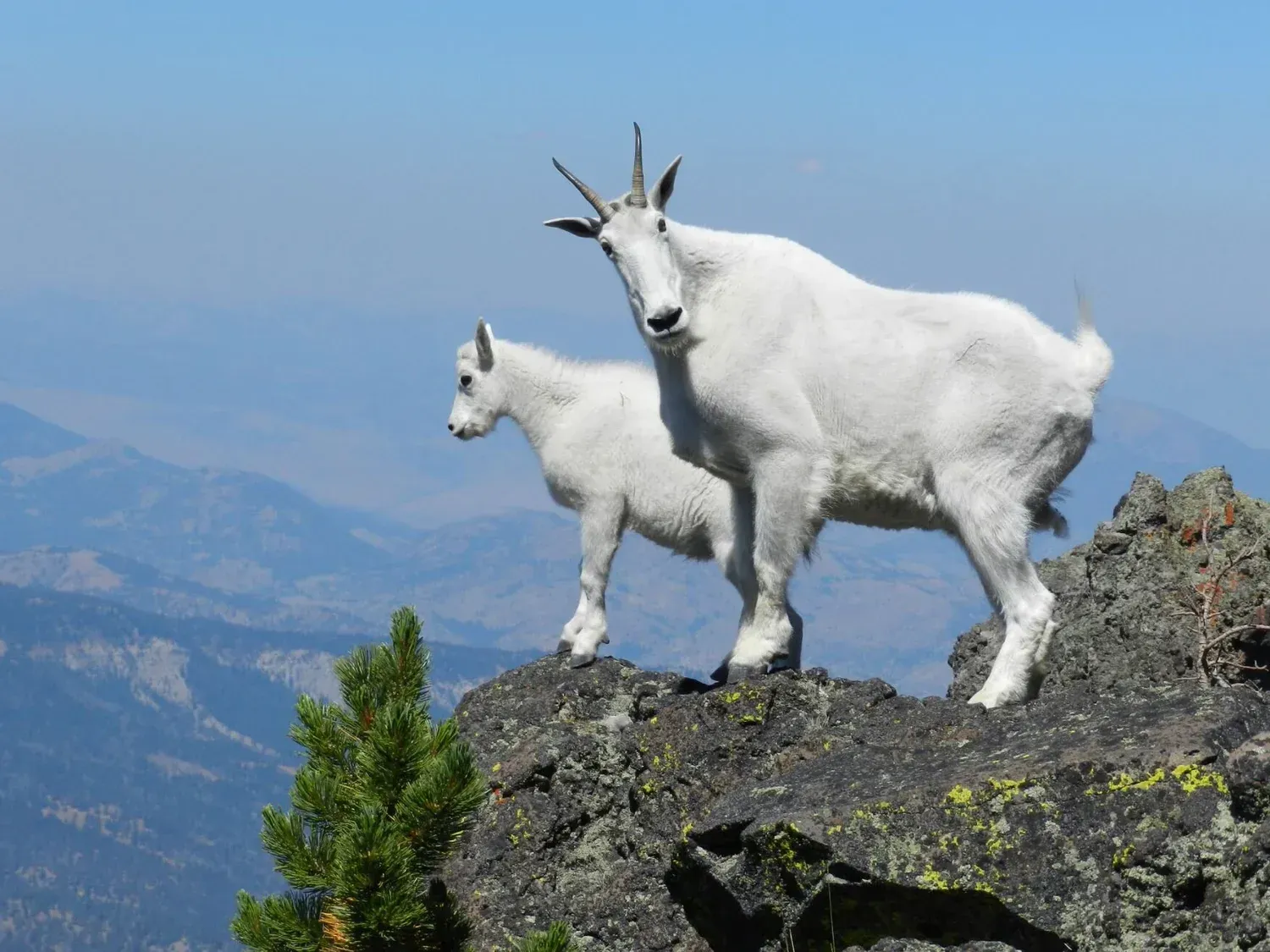 Two white mountain goats standing on a rocky cliff with blue mountains in the background