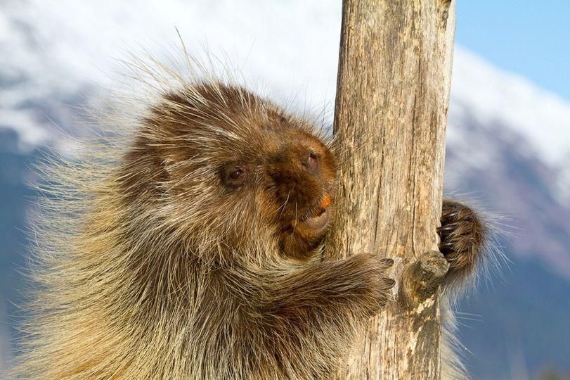 Porcupine clinging to a tree trunk in a snowy mountain setting