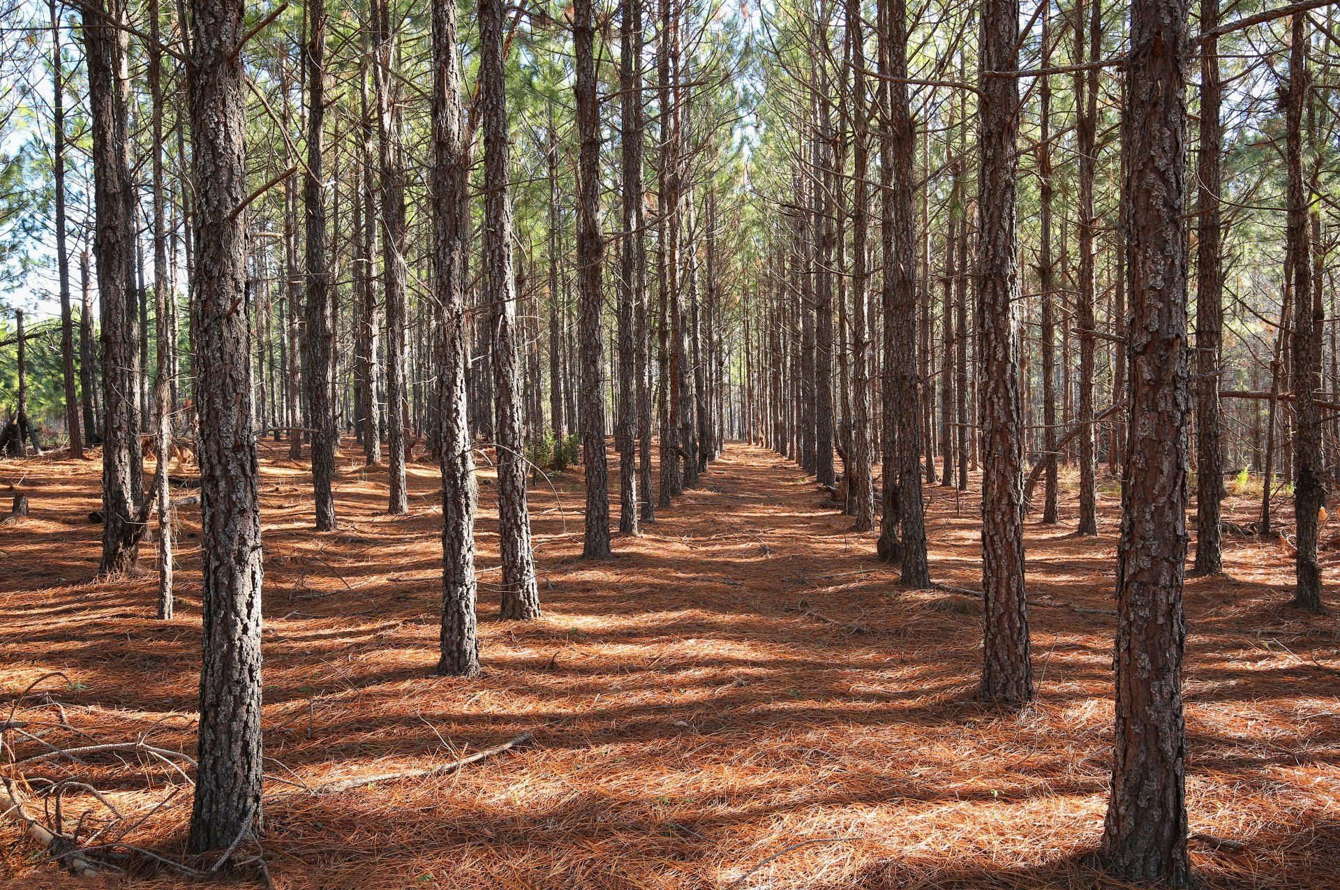 A forest filled with lots of trees and pine needles on the ground.