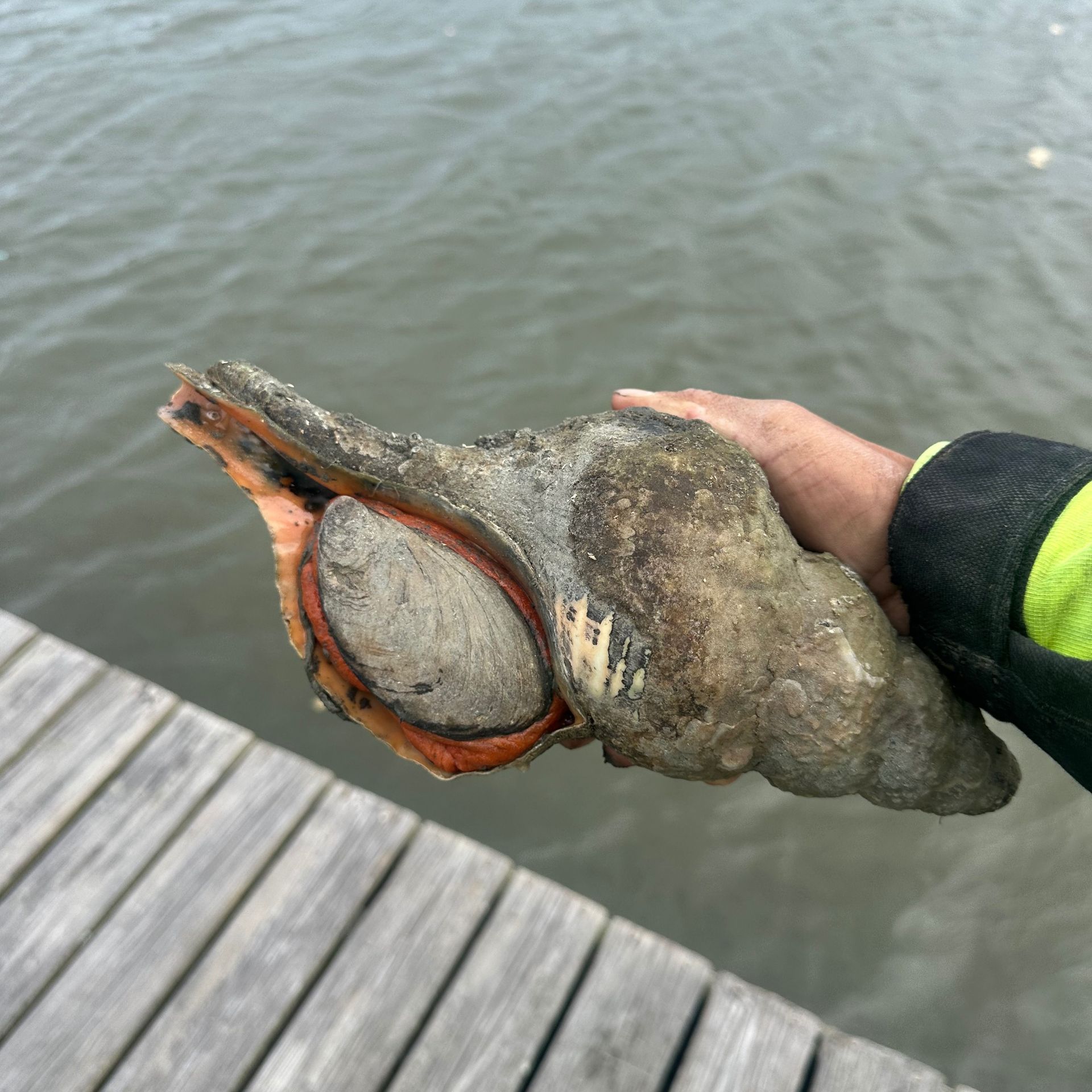 Hand holding a muddy crab claw on a dock beside gray water