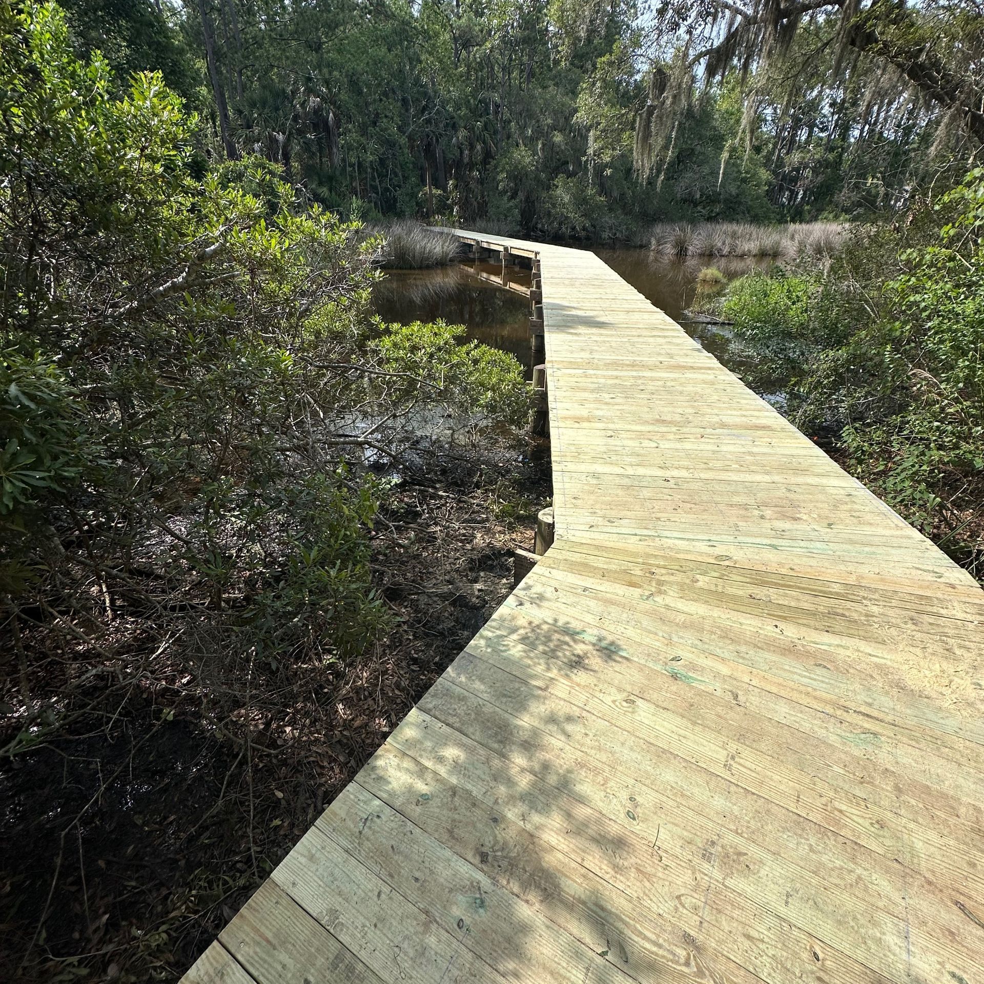 Wooden boardwalk path through dense green wetlands under bright sunlight