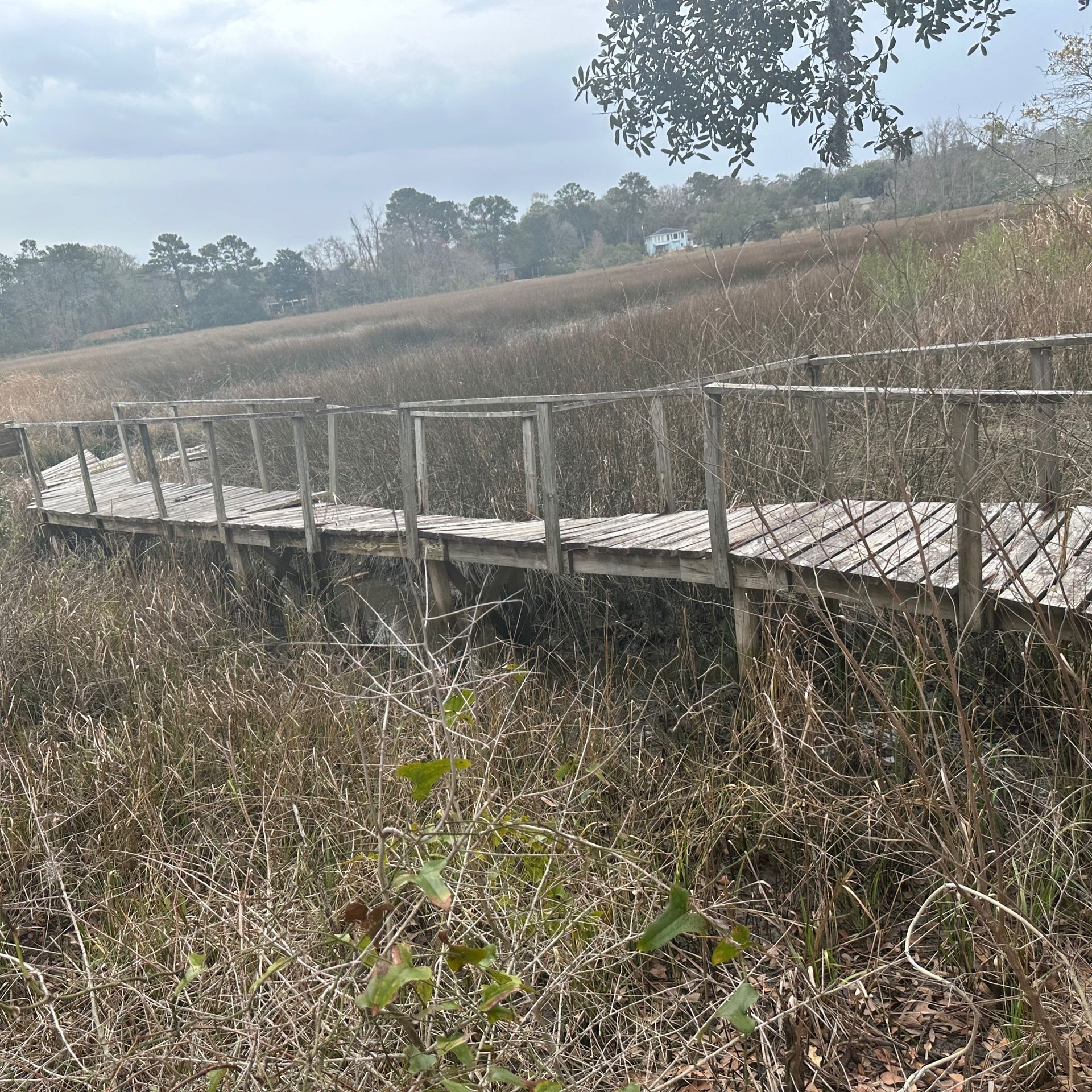Wooden boardwalk through tall dry grass in a misty field with trees in the distance