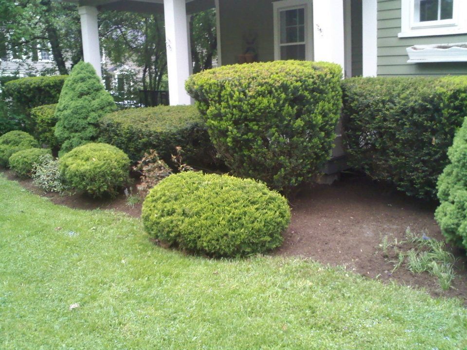 Neatly trimmed shrubs and a green lawn beside a house exterior