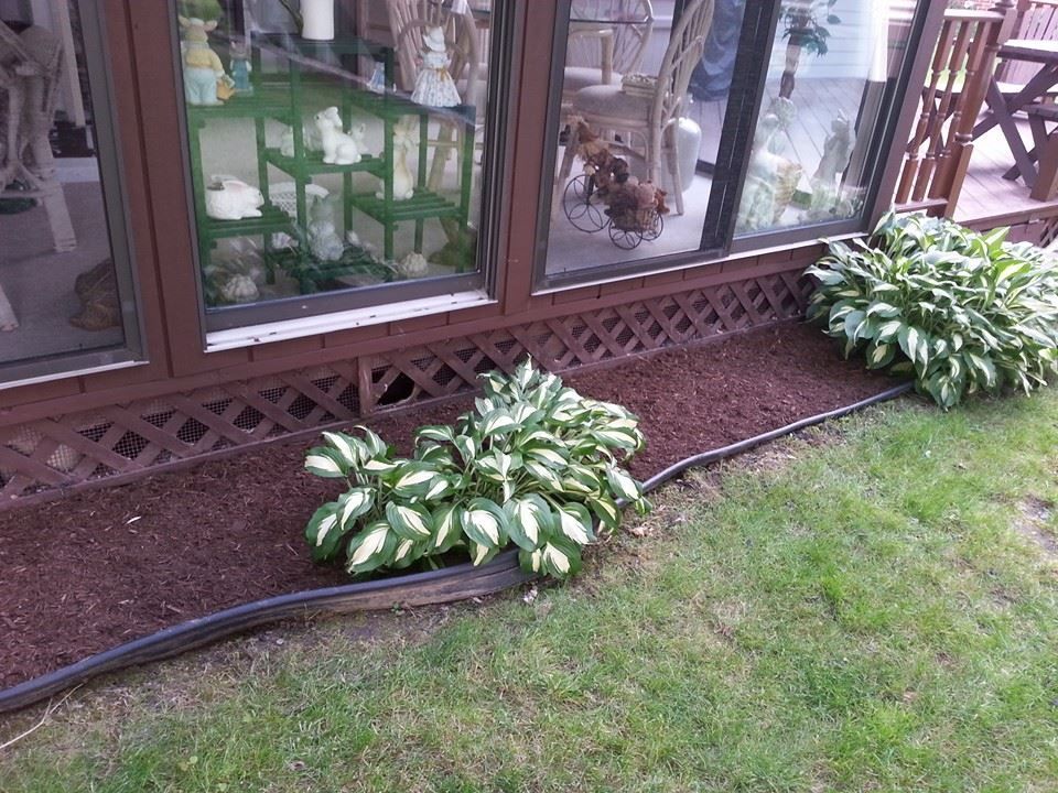 House exterior with two variegated hosta plants beside a lattice skirting and lawn
