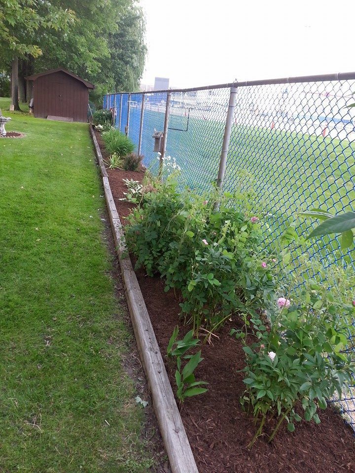 Narrow garden bed beside a chain-link fence with shrubs, grass, and a small shed in the background