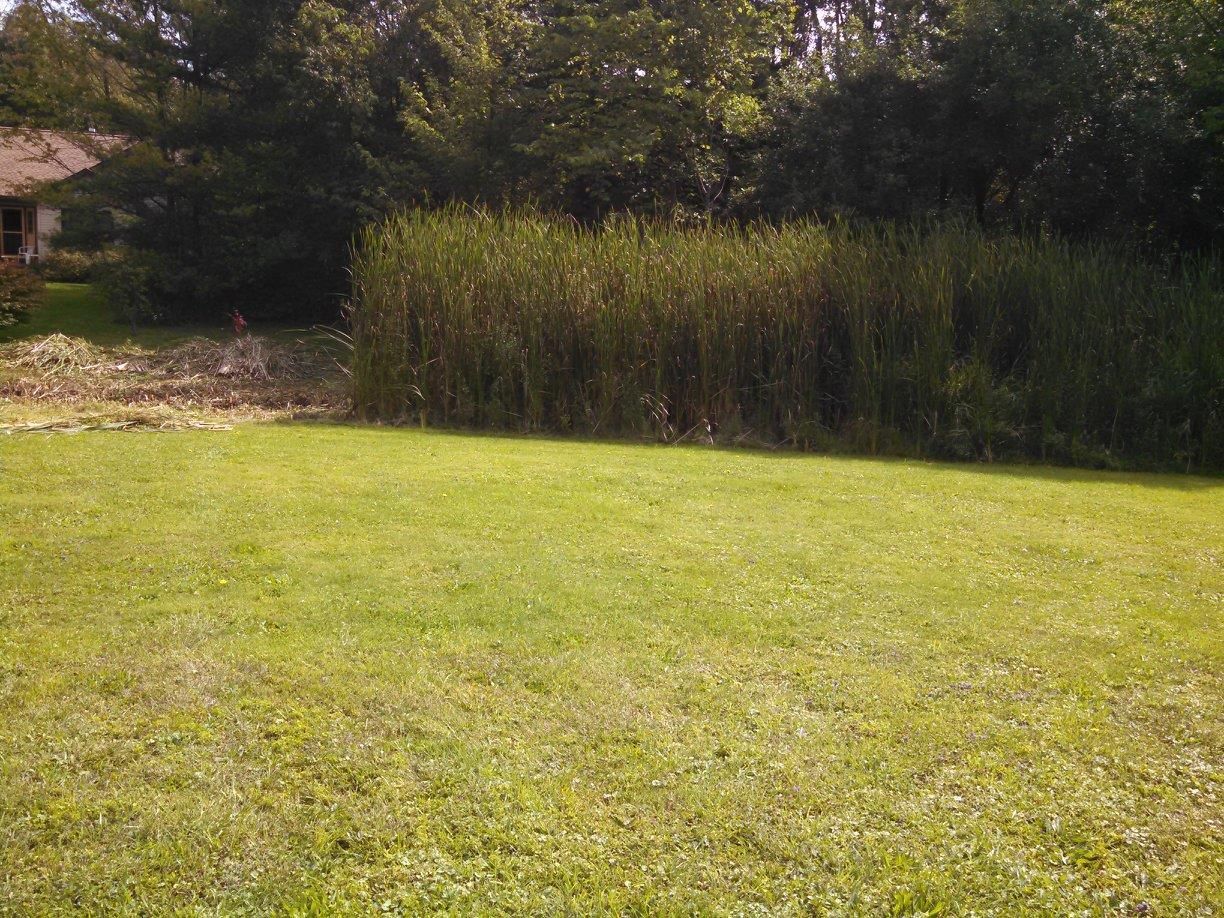 Grassy lawn with tall reeds and trees in the background