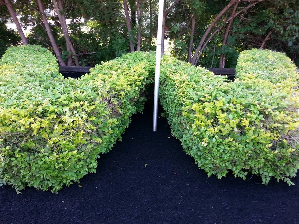 Neatly trimmed green hedges forming a heart shape around a white pole on black ground covering