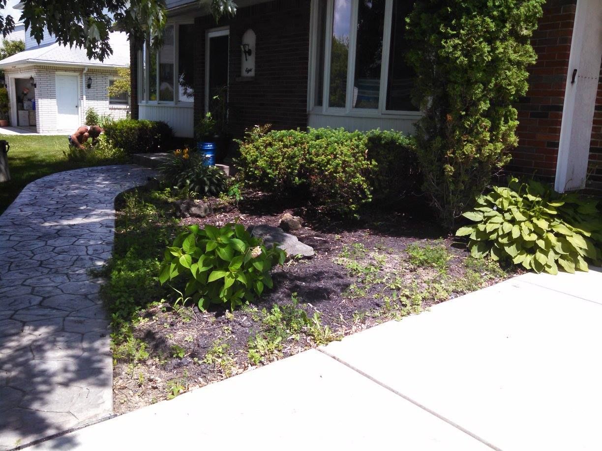 Front yard garden with stone walkway, green shrubs, and a house exterior in sunlight