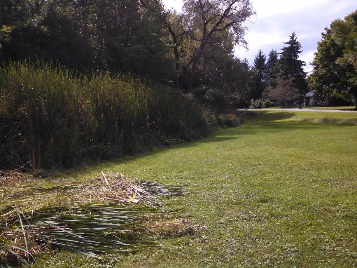 Grassy park edge with tall reeds, trees, and a small brush pile beside a path