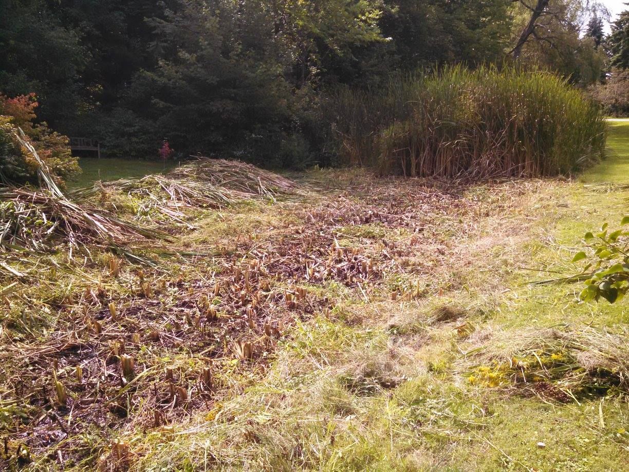Grassy field beside dense trees and tall reeds in warm sunlight