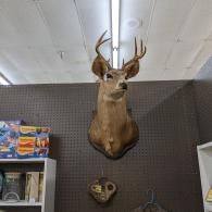 Mounted deer head trophy on a store wall beneath fluorescent lights.