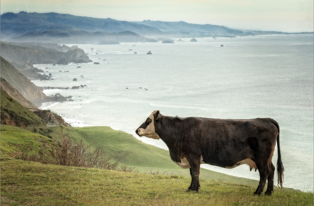 pau kozal cow