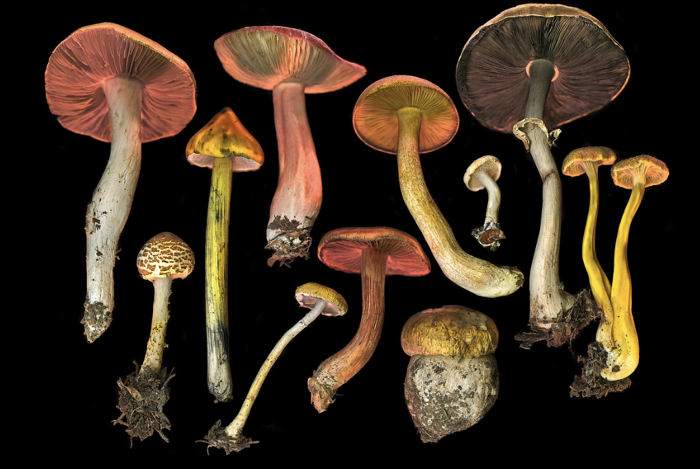 paul kozal mushrooms